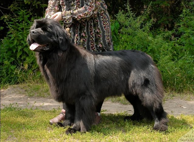 Фото: ньюфаундленд Grand Byebi Ariadna (Гранд Бэби Ариадна)