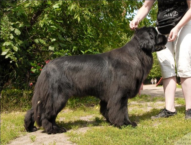 Фото: ньюфаундленд Grand Byebi Ariadna (Гранд Бэби Ариадна)