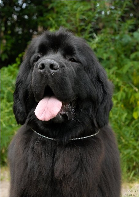 Фото: ньюфаундленд Grand Byebi Ariadna (Гранд Бэби Ариадна)