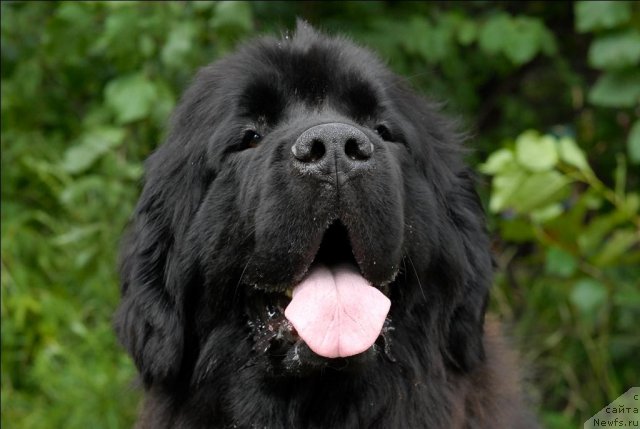 Фото: ньюфаундленд Grand Byebi Ariadna (Гранд Бэби Ариадна)