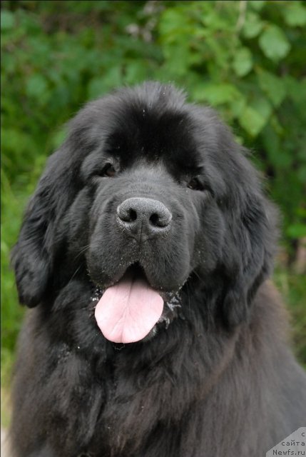 Фото: ньюфаундленд Grand Byebi Ariadna (Гранд Бэби Ариадна)