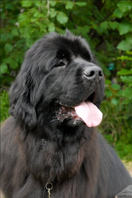 Фото: ньюфаундленд Grand Byebi Ariadna (Гранд Бэби Ариадна)