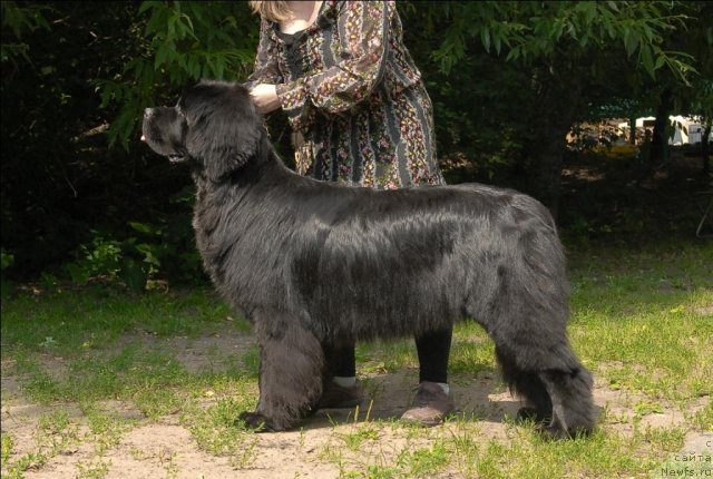 Фото: ньюфаундленд Sent Djons Forrest Gump (Сент Джонс Форрест Гамп)