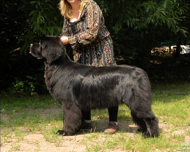 Фото: ньюфаундленд Sent Djons Forrest Gump (Сент Джонс Форрест Гамп)