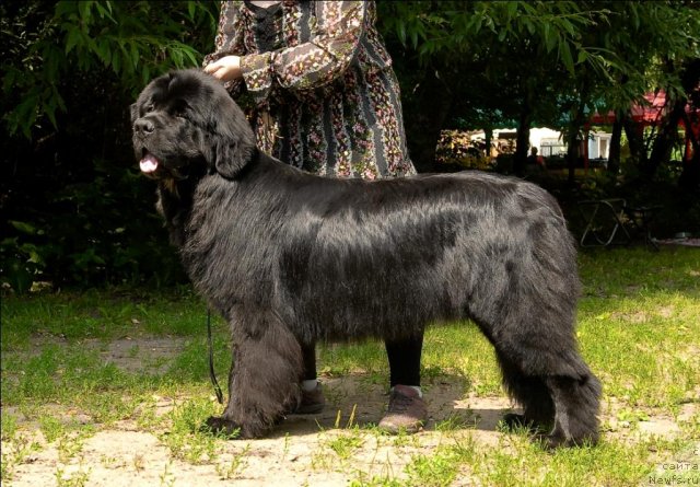 Фото: ньюфаундленд Sent Djons Forrest Gump (Сент Джонс Форрест Гамп)