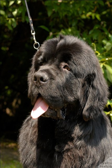 Фото: ньюфаундленд Sent Djons Forrest Gump (Сент Джонс Форрест Гамп)