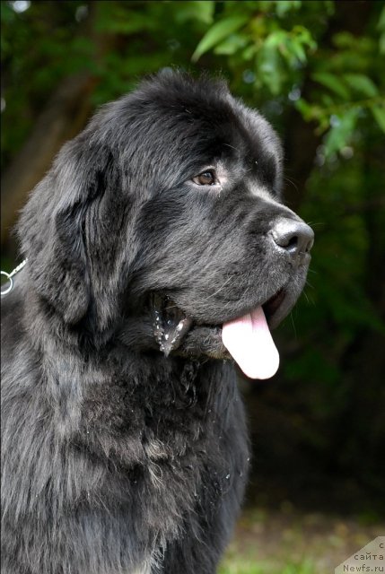 Фото: ньюфаундленд Sent Djons Forrest Gump (Сент Джонс Форрест Гамп)