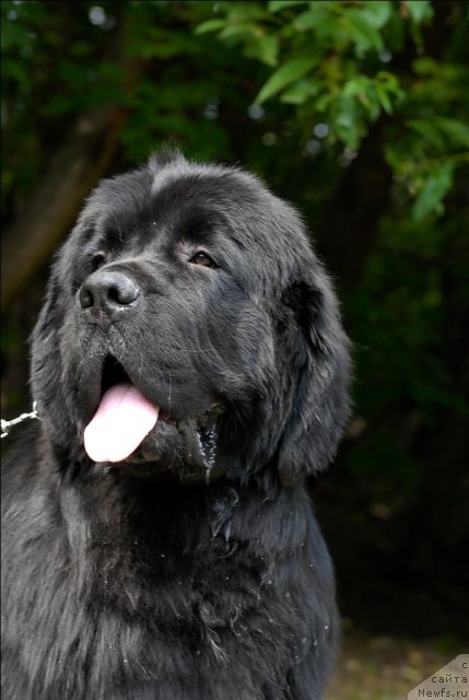 Фото: ньюфаундленд Sent Djons Forrest Gump (Сент Джонс Форрест Гамп)