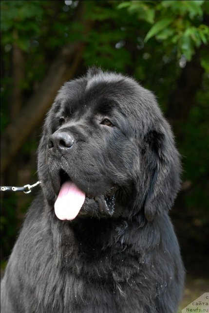 Фото: ньюфаундленд Sent Djons Forrest Gump (Сент Джонс Форрест Гамп)