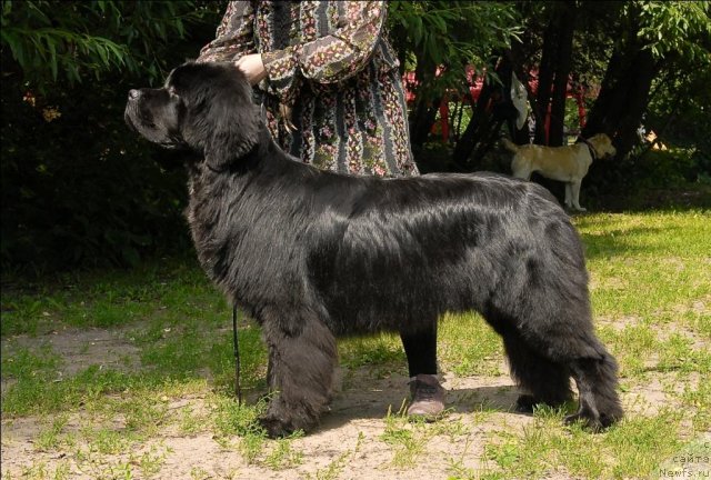 Фото: ньюфаундленд Sent Djons Forrest Gump (Сент Джонс Форрест Гамп)