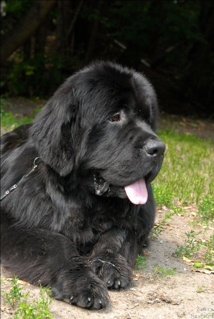 Фото: ньюфаундленд Sent Djons Forrest Gump (Сент Джонс Форрест Гамп)