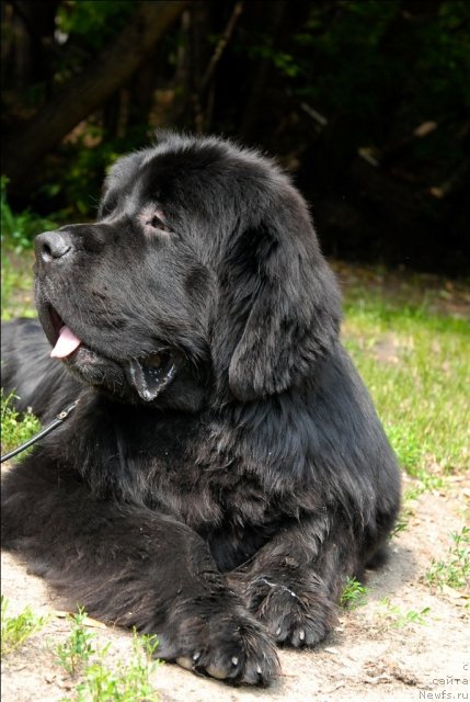 Фото: ньюфаундленд Sent Djons Forrest Gump (Сент Джонс Форрест Гамп)