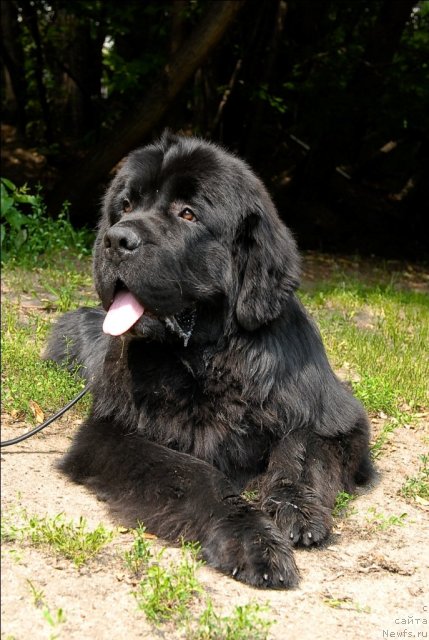 Фото: ньюфаундленд Sent Djons Forrest Gump (Сент Джонс Форрест Гамп)