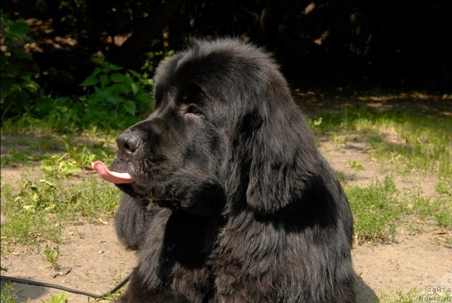 Фото: ньюфаундленд Sent Djons Forrest Gump (Сент Джонс Форрест Гамп)