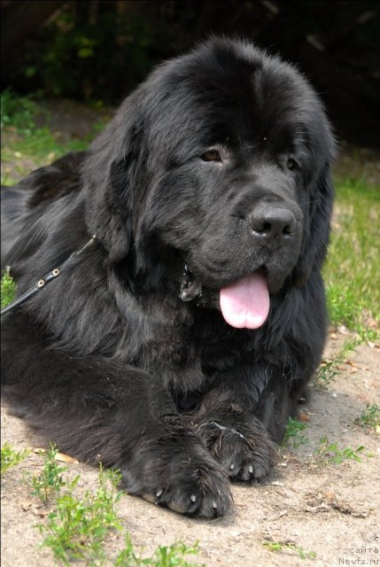 Фото: ньюфаундленд Sent Djons Forrest Gump (Сент Джонс Форрест Гамп)