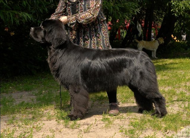 Фото: ньюфаундленд Sent Djons Forrest Gump (Сент Джонс Форрест Гамп)