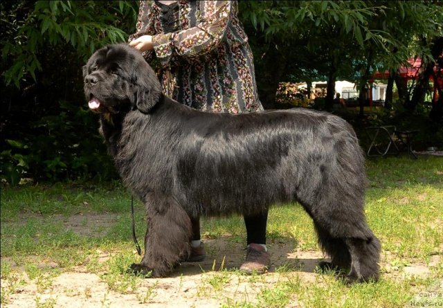 Фото: ньюфаундленд Sent Djons Forrest Gump (Сент Джонс Форрест Гамп)