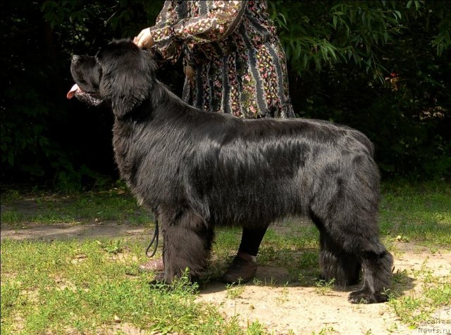 Фото: ньюфаундленд Sent Djons Forrest Gump (Сент Джонс Форрест Гамп)