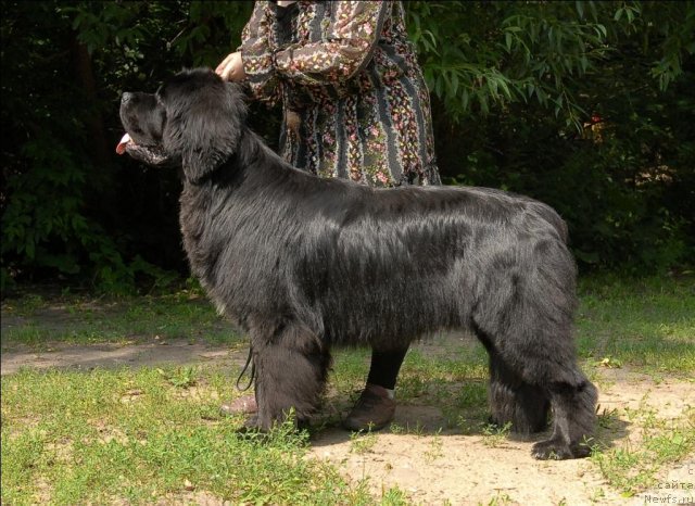 Фото: ньюфаундленд Sent Djons Forrest Gump (Сент Джонс Форрест Гамп)