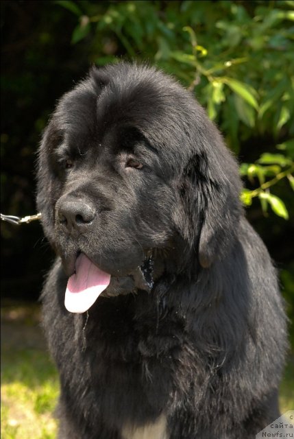 Фото: ньюфаундленд Sent Djons Forrest Gump (Сент Джонс Форрест Гамп)