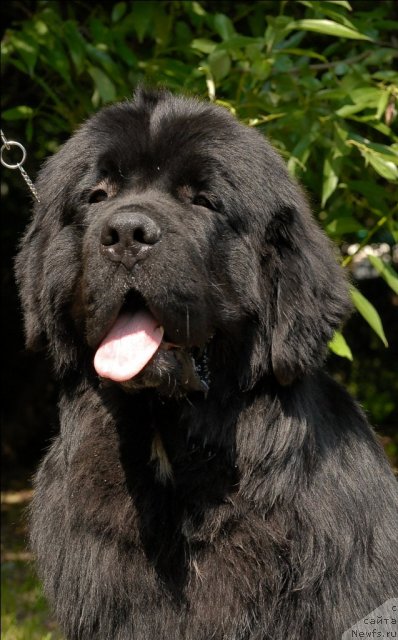 Фото: ньюфаундленд Sent Djons Forrest Gump (Сент Джонс Форрест Гамп)