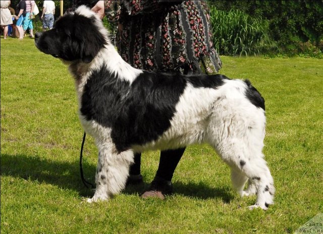 Фото: ньюфаундленд Sent Djons Caritsa Tamara (Сент Джонс Царица Тамара)