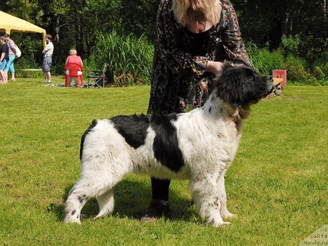 Фото: ньюфаундленд Sent Djons Caritsa Tamara (Сент Джонс Царица Тамара)