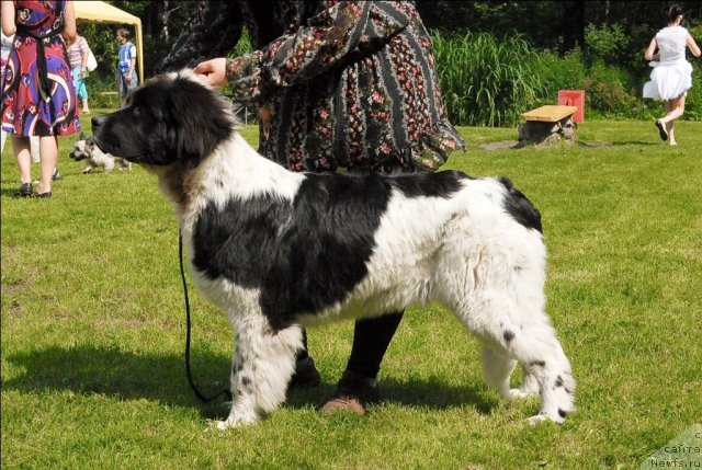 Фото: ньюфаундленд Sent Djons Caritsa Tamara (Сент Джонс Царица Тамара)