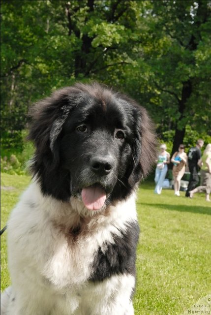 Фото: ньюфаундленд Sent Djons Caritsa Tamara (Сент Джонс Царица Тамара)