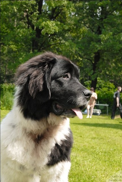 Фото: ньюфаундленд Sent Djons Caritsa Tamara (Сент Джонс Царица Тамара)