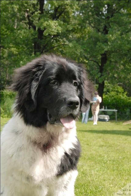 Фото: ньюфаундленд Sent Djons Caritsa Tamara (Сент Джонс Царица Тамара)