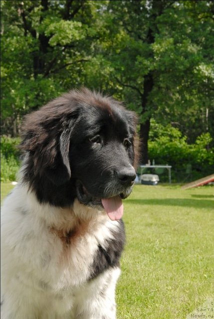 Фото: ньюфаундленд Sent Djons Caritsa Tamara (Сент Джонс Царица Тамара)