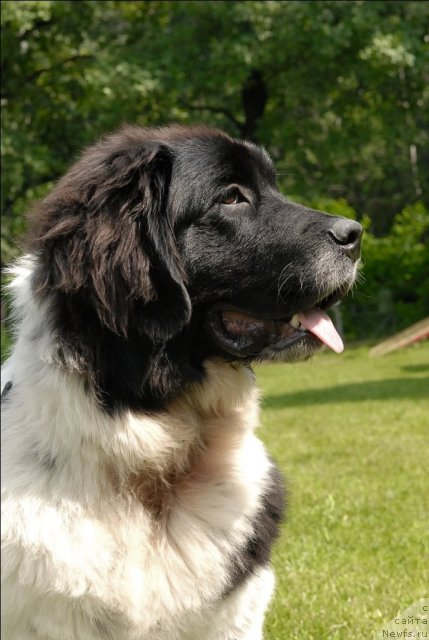 Фото: ньюфаундленд Sent Djons Caritsa Tamara (Сент Джонс Царица Тамара)