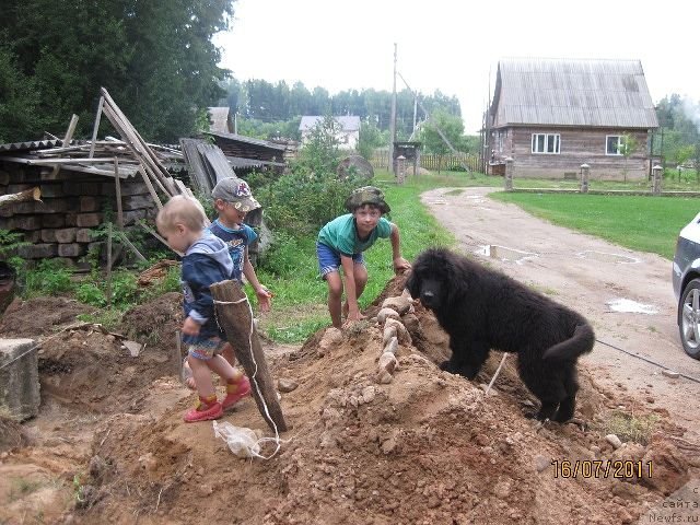 Фото: ньюфаундленд Znatnyiy Krasavec (Знатный Красавец)