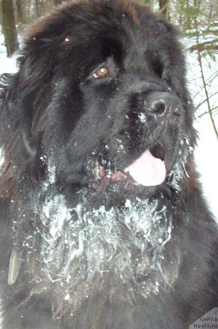 Фото: ньюфаундленд Toptyijka Nord (Топтыжка Норд)