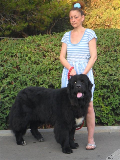 Фото: ньюфаундленд Pitern'yuf CHao-Kakao (Питерньюф Чао-Какао)