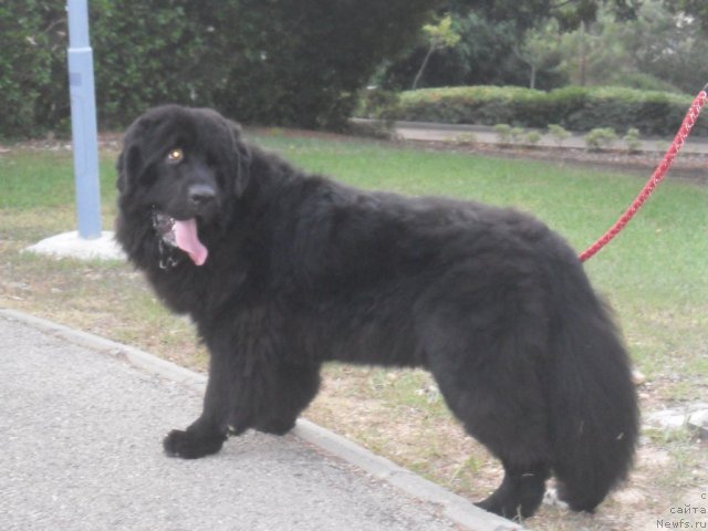 Фото: ньюфаундленд Pitern'yuf CHao-Kakao (Питерньюф Чао-Какао)