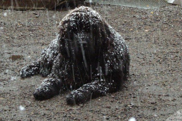 Фото: ньюфаундленд Toptyijka Nord (Топтыжка Норд)