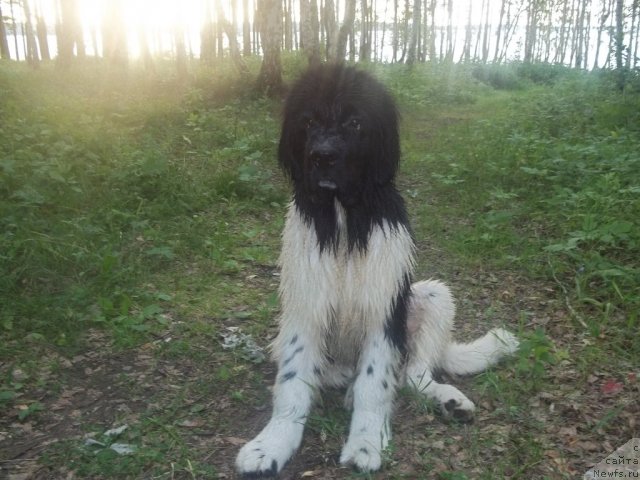 Фото: ньюфаундленд Jan Konkistador (Жан Конкистадор)