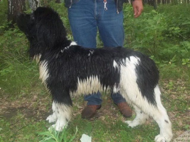 Фото: ньюфаундленд Jan Konkistador (Жан Конкистадор)