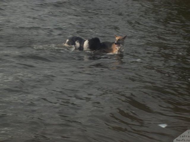 Фото: ньюфаундленд Jan Konkistador (Жан Конкистадор)