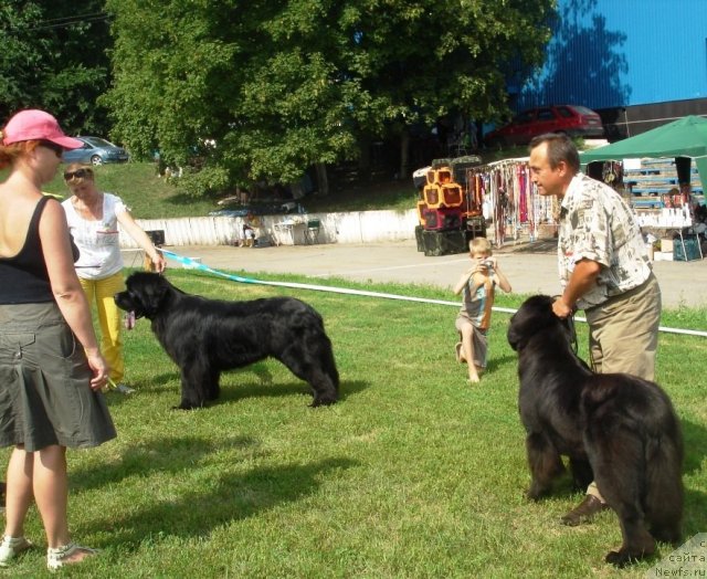 Фото: ньюфаундленд Zolotoy Talisman Kara Deniz (Золотой Талисман Кара Дениз), ньюфаундленд Beguschaya po Volnam Hasta la Vista (Бегущая по Волнам Хаста ла Виста)