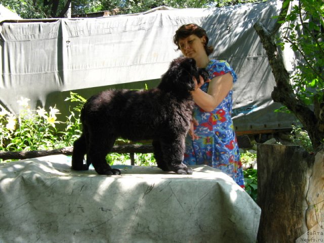 Фото: ньюфаундленд Plushevaya Panda Uilfred (Плюшевая Панда Уилфред)