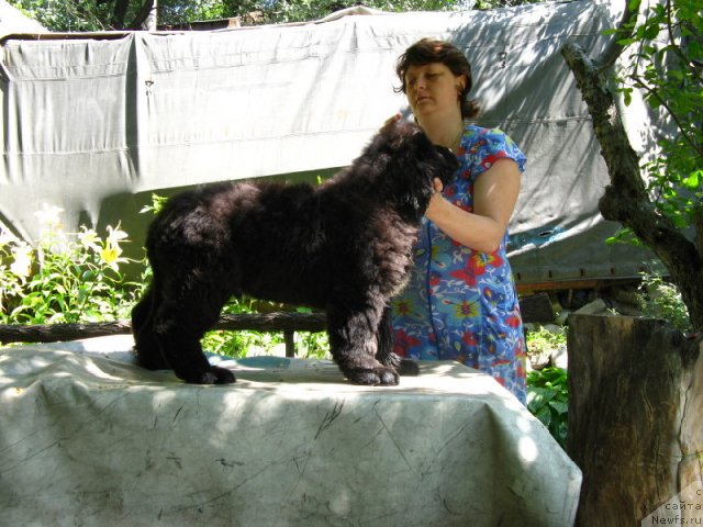 Фото: ньюфаундленд Plushevaya Panda Uilfred (Плюшевая Панда Уилфред)