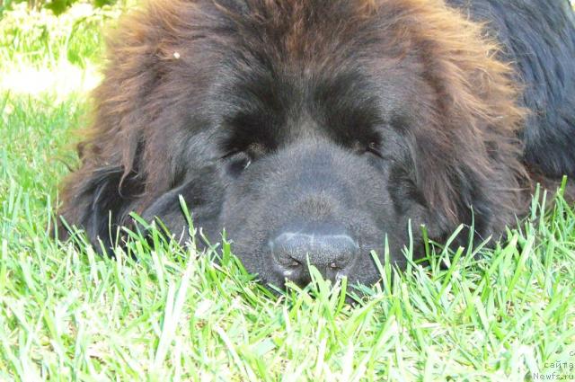 Фото: ньюфаундленд Toptyijka Nord (Топтыжка Норд)