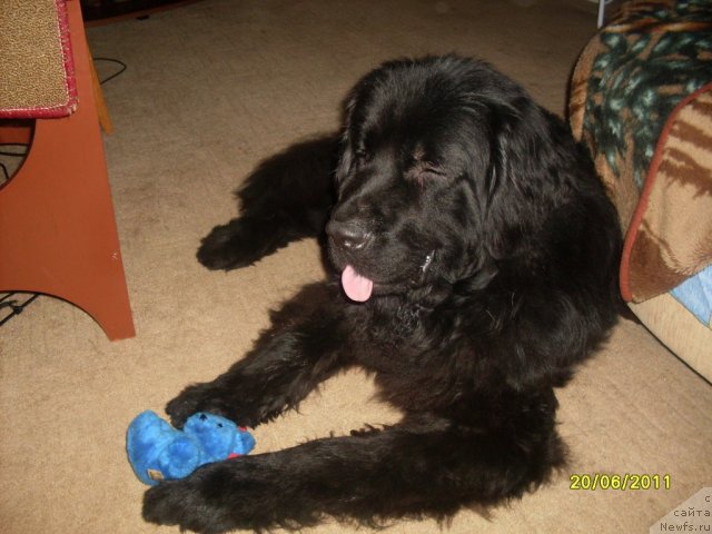 Фото: ньюфаундленд Laskovyiy Mishka (Ласковый Мишка)