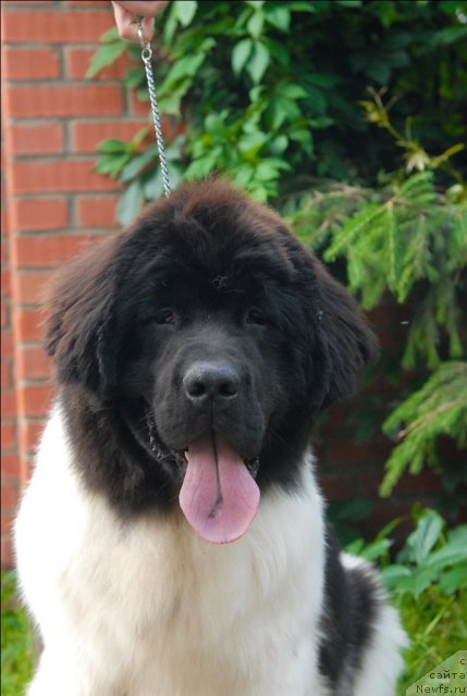 Фотография № 72993