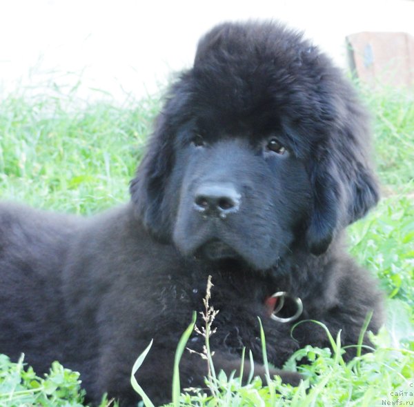 Фото: ньюфаундленд Beguschaya po Volnam Dancing Queen (Бегущая по Волнам Дансинг Квин)