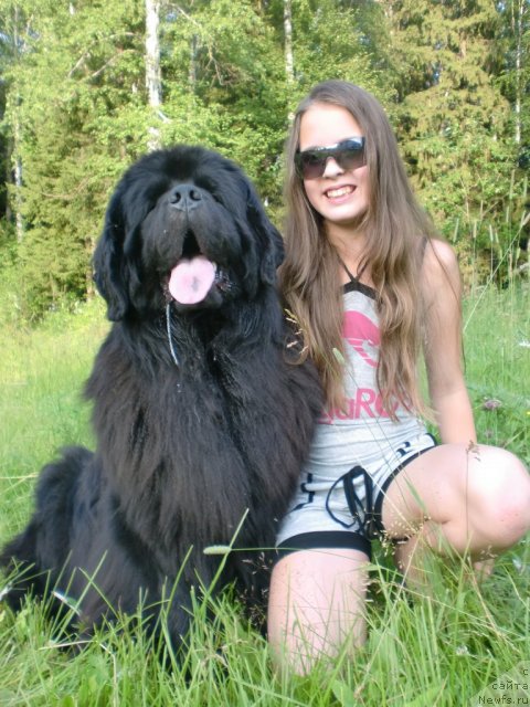 Фото: ньюфаундленд Ih Vyisochestvo Batterflyay Blyek Omeliya (Их Высочество Баттерфляй Блэк Омелия)