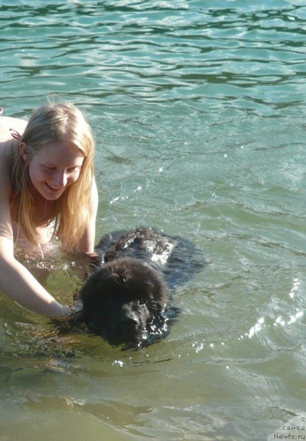 Фото: ньюфаундленд Beguschaya po Volnam Zurbagan (Бегущая по Волнам Зурбаган), Anastasiya Ryiseva (Анастасия Рысева)